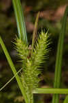 False hop sedge